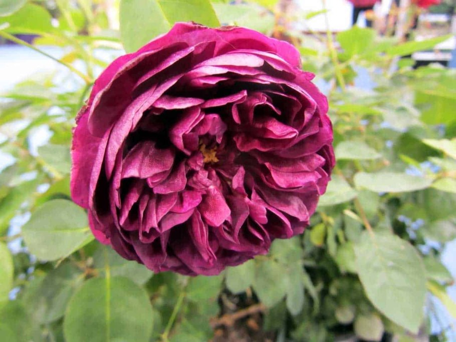 Роза английская Darcey Bussell