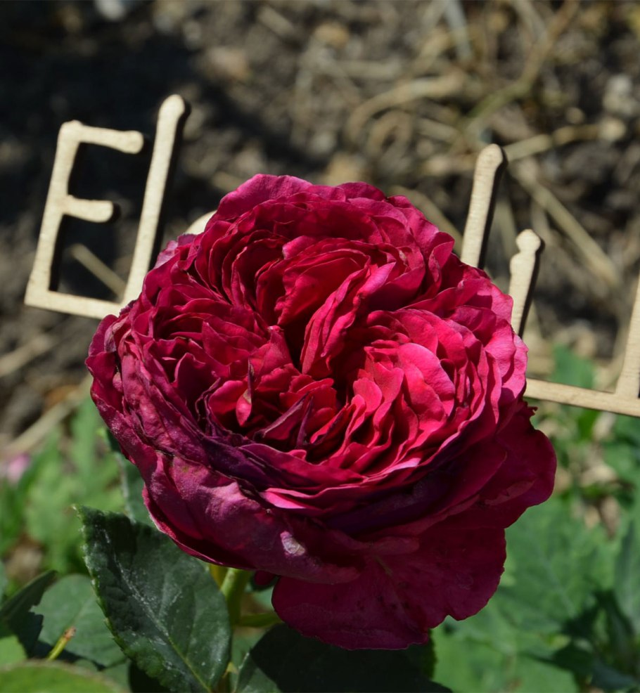 Роза Darcey Bussell