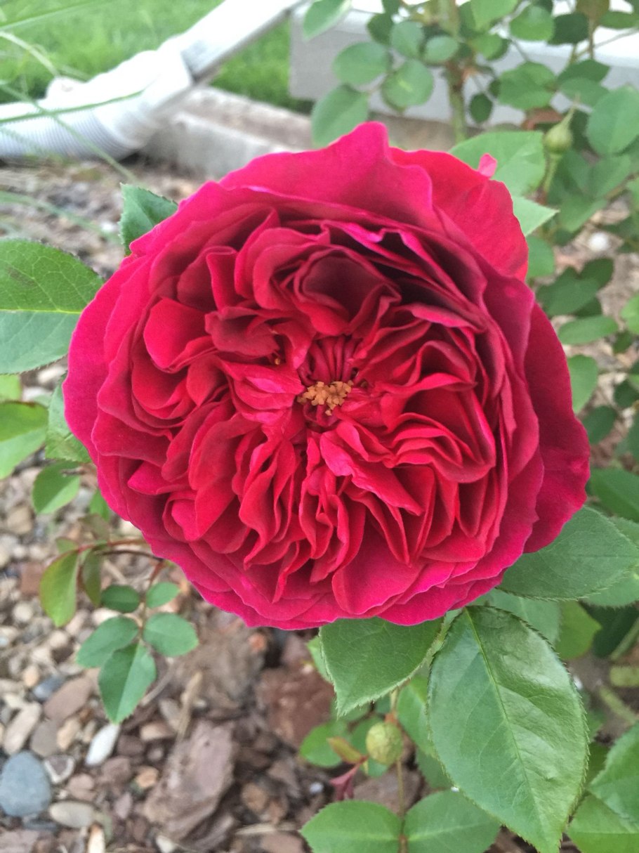 Роза английская Дарси Басселл