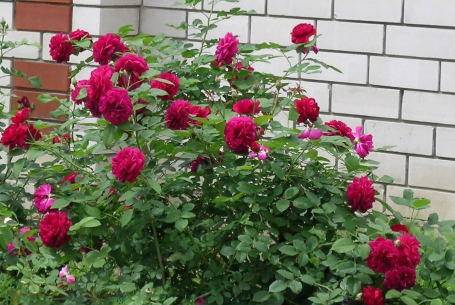 Роза Darcey Bussell