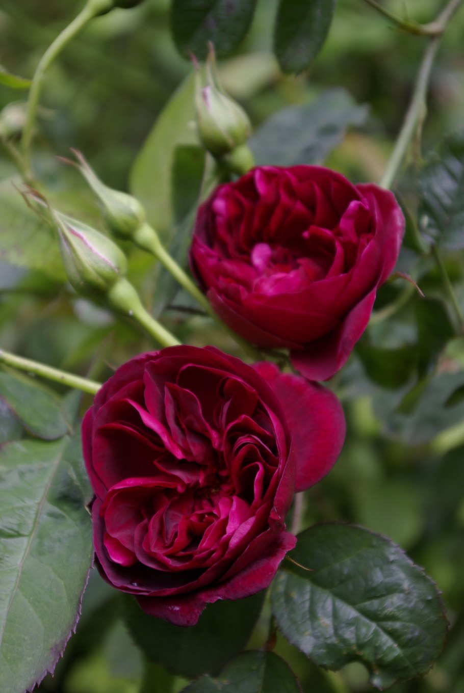 Роза английская Дарси Басселл