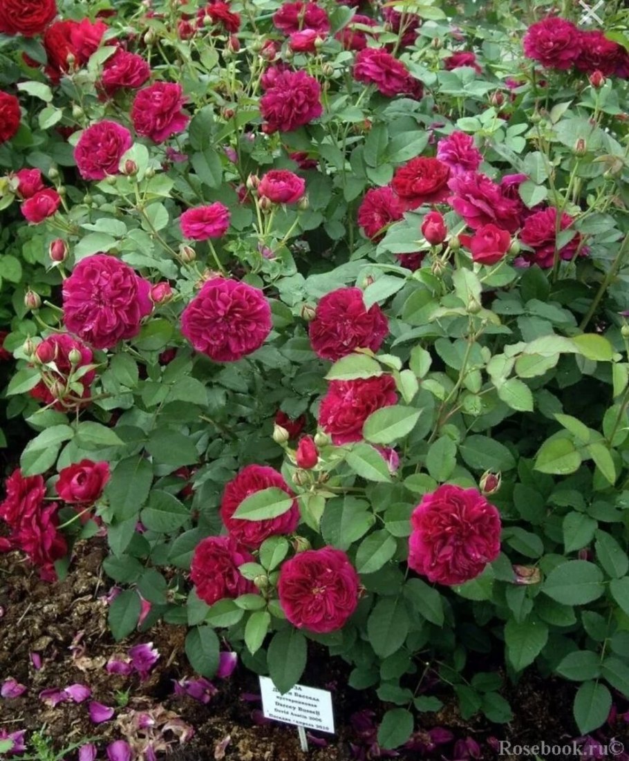 Rosa (роза) Darcey Bussell Окс