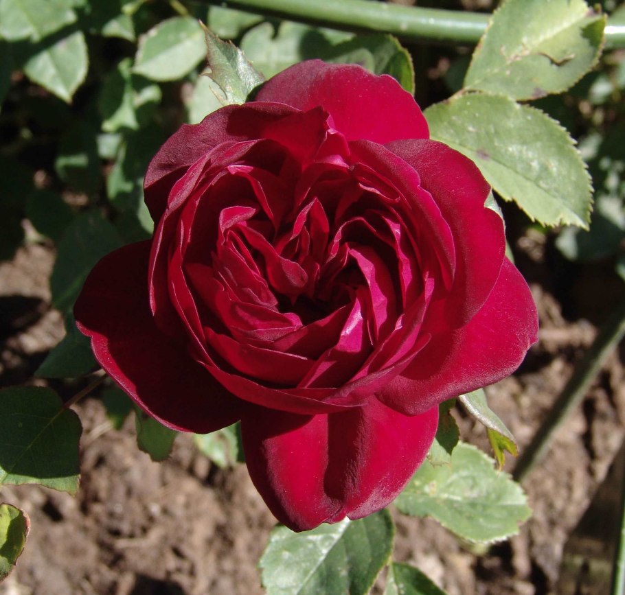 Роза Остина Дарси Басселл