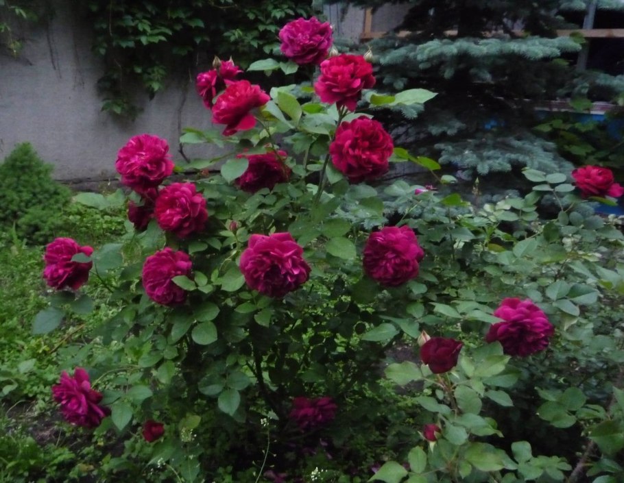 Роза парковая дарси бассел