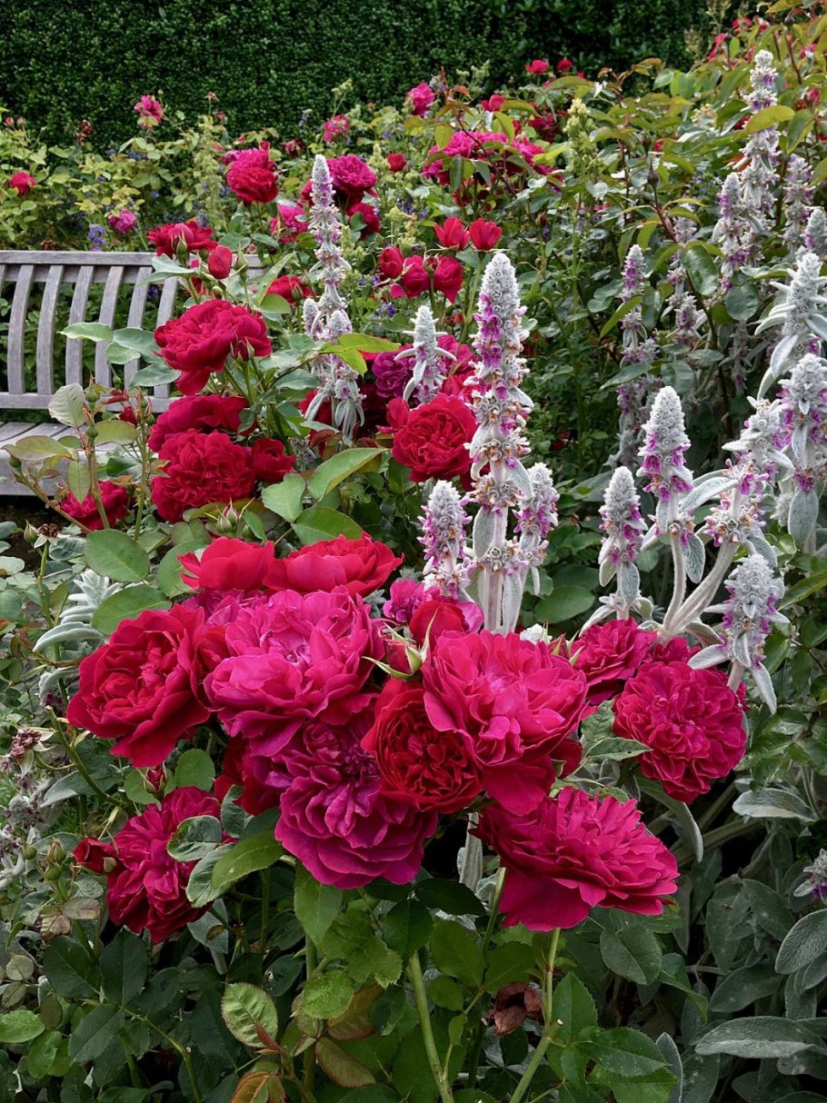 Роза Дарси Басселл сочетание