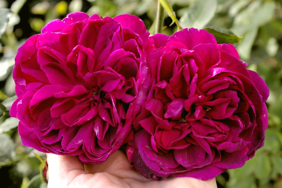 Роза английская Дарси Басселл