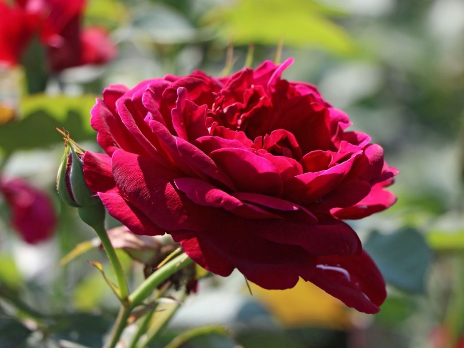 Роза Darcey Bussell 2006