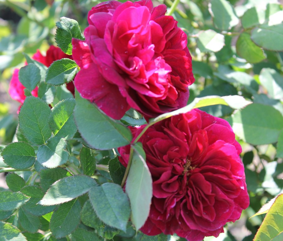 Darcey Bussell роза Остина