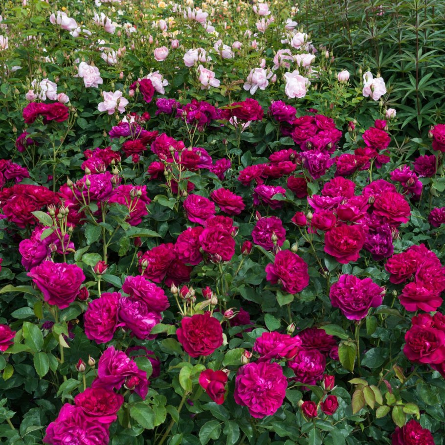 Роза Дарси Бассел (шраб)