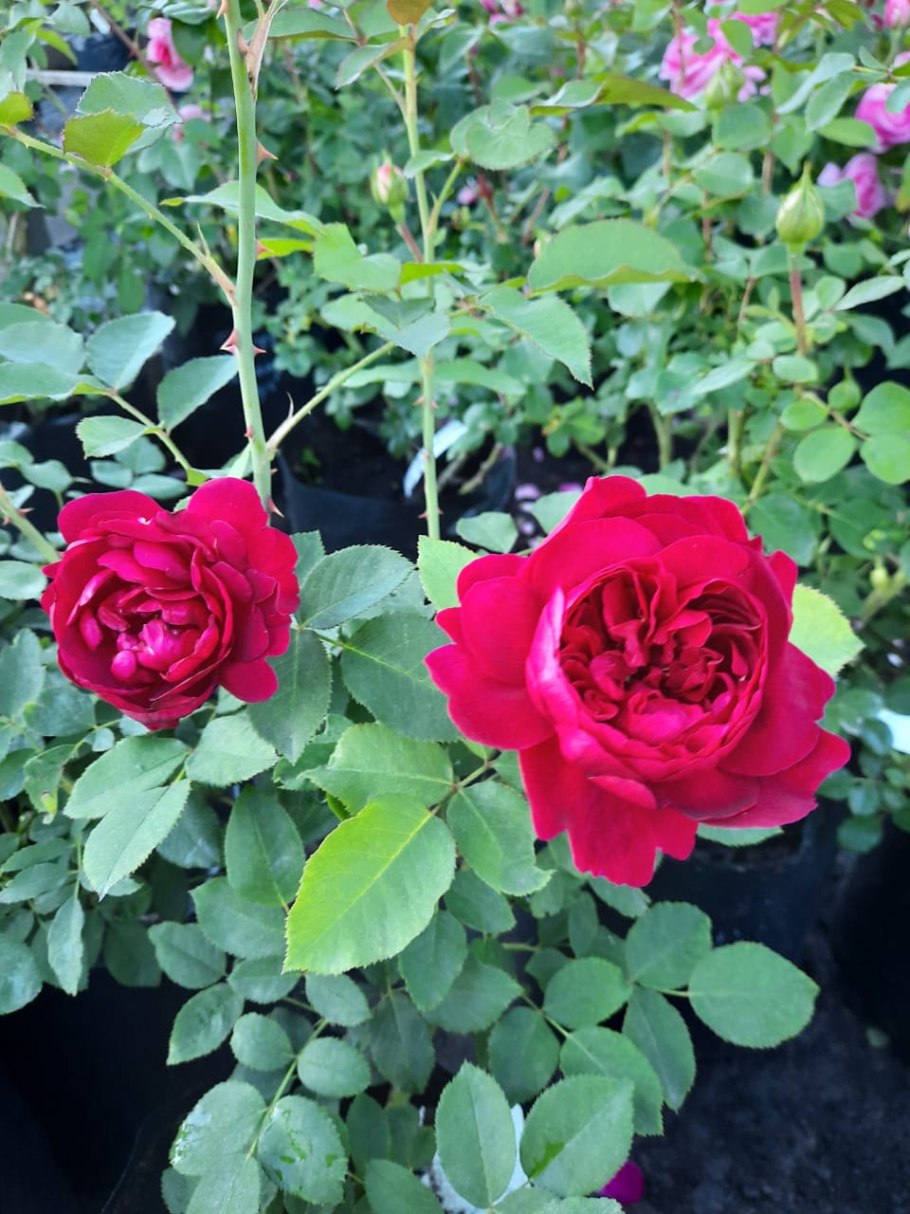 Роза Фальстаф