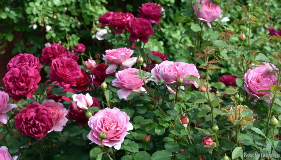 Роза английская Дарси Басселл