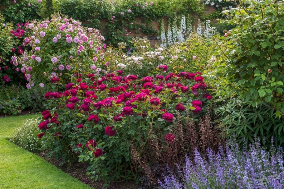 Роза Darcey Bussell