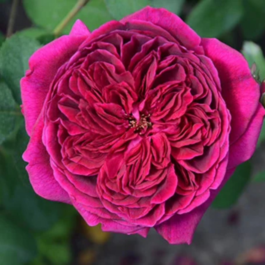 Роза Остина Дарси Басселл