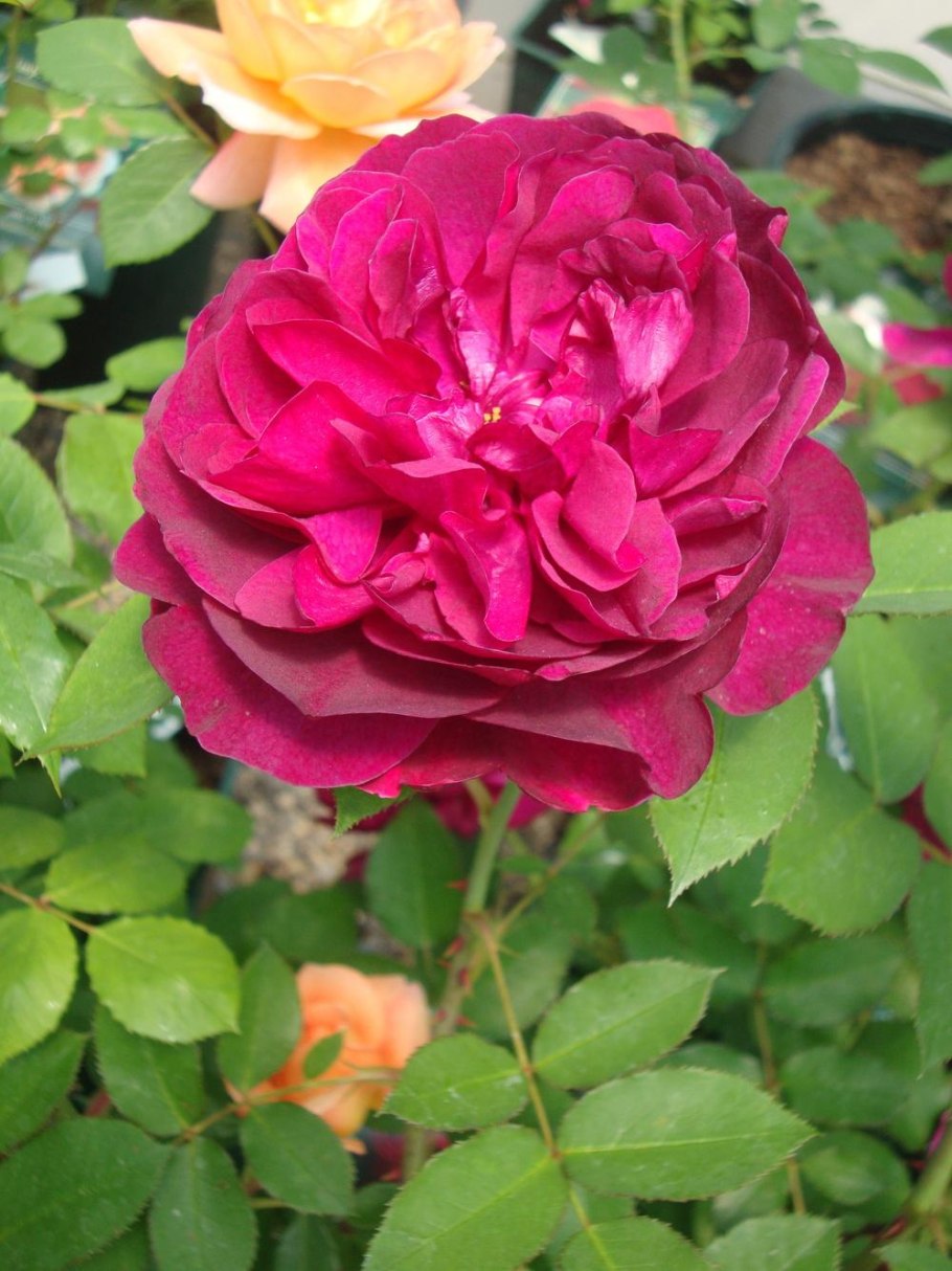 Rosa (роза) Darcey Bussell