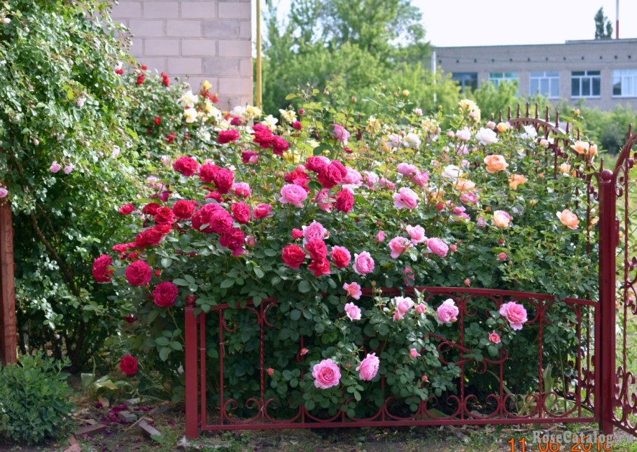 Darcey Bussell роза Остина