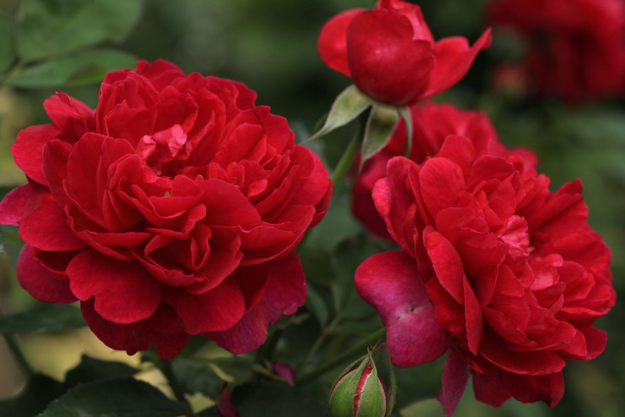 Садовых роз Дэвида Остина Дарси