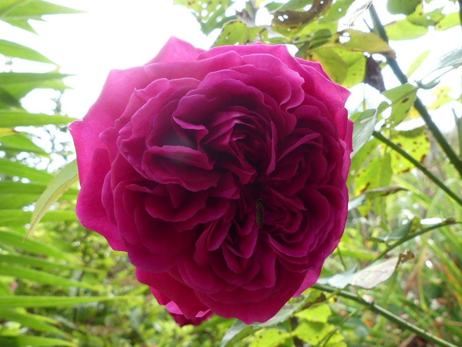 Компаньоны к Розе Дарси Басселл