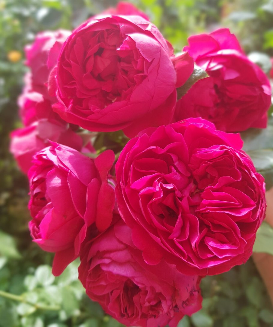 Томас Бекет (Rosa Thomas a Becket)