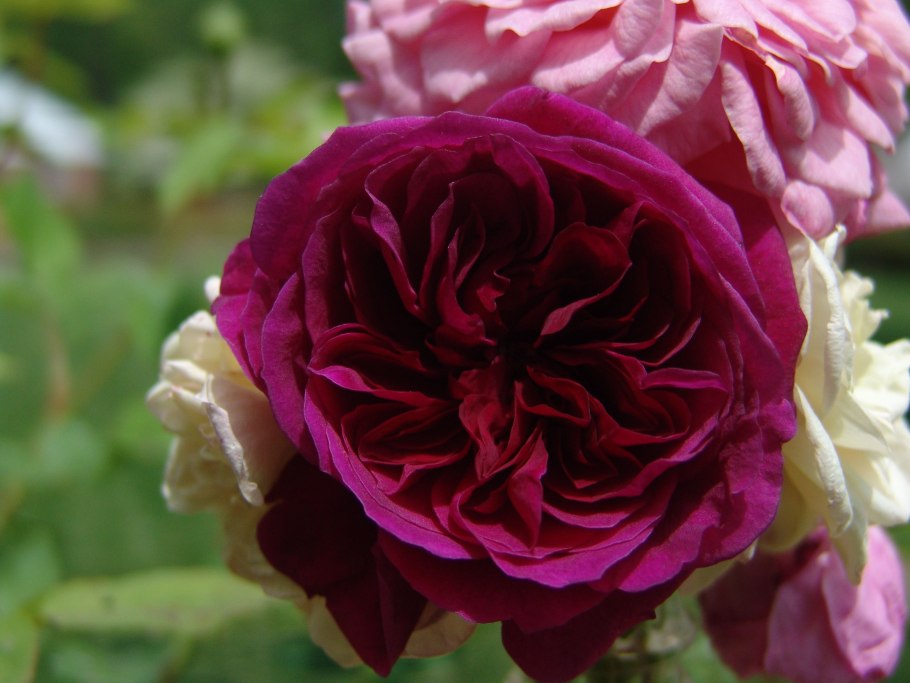 Роза Darcey Bussell