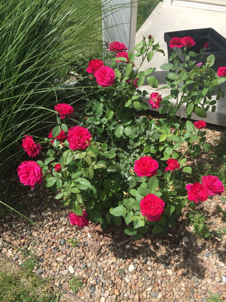 Розы фиолетовыедарси Басел