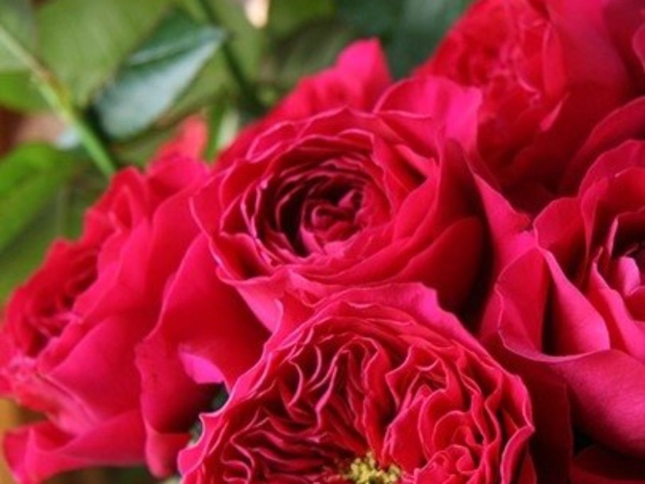 Капабилити роза остина