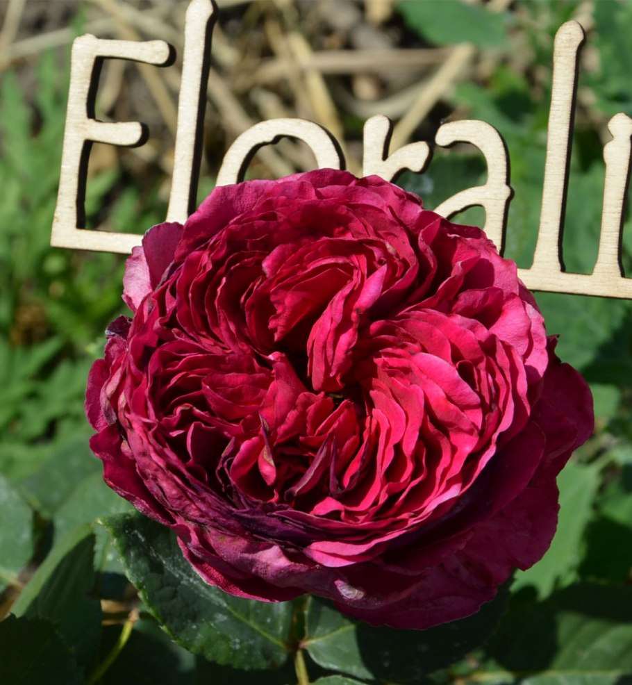 Роза английская Дарси Басселл