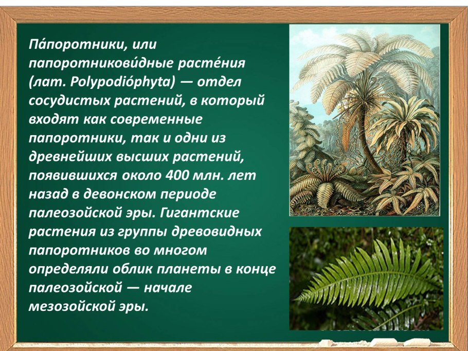 Окаменелости Антарктиды