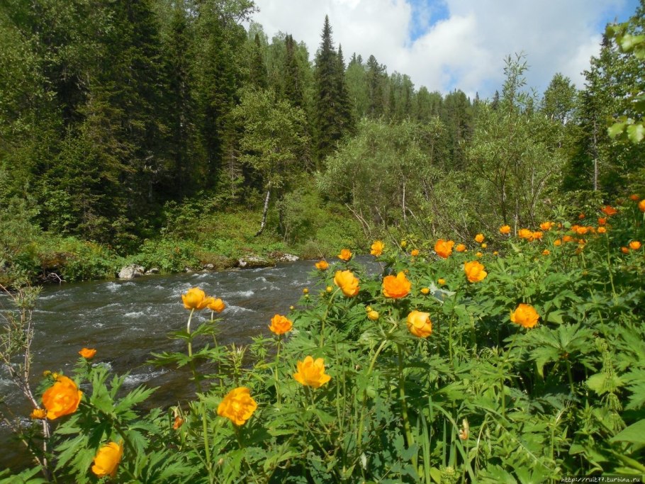 Плауны Палеозойская Эра