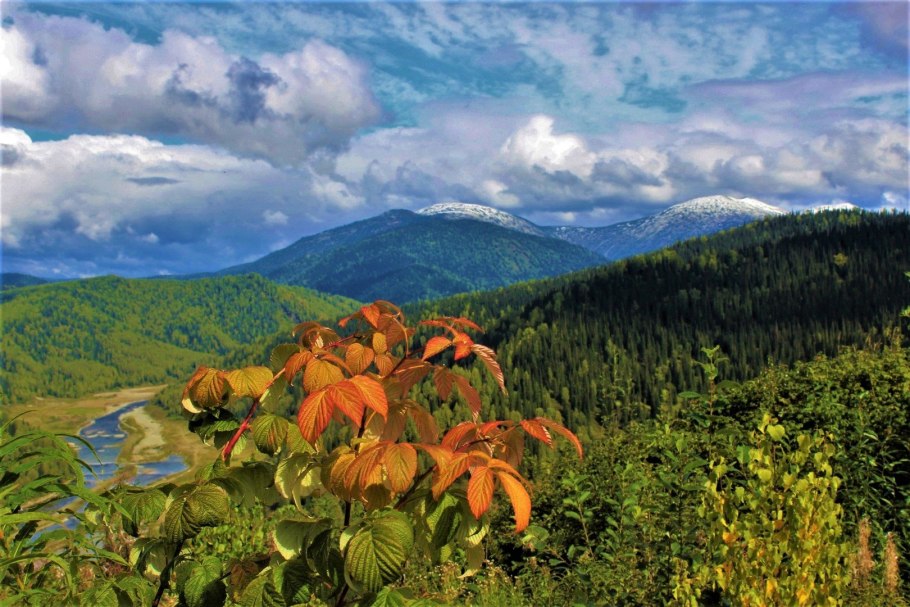 Лесной папоротник страусник