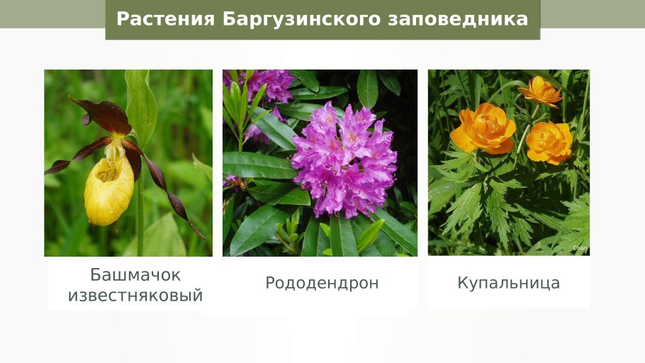 Рассказать о папоротнике