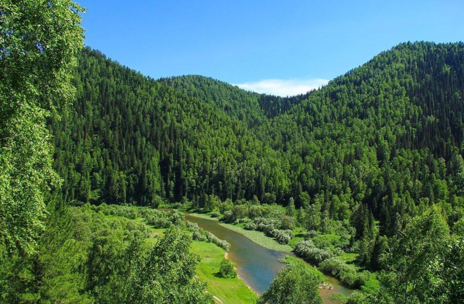 Стволы древних растений в углях Кузбасса