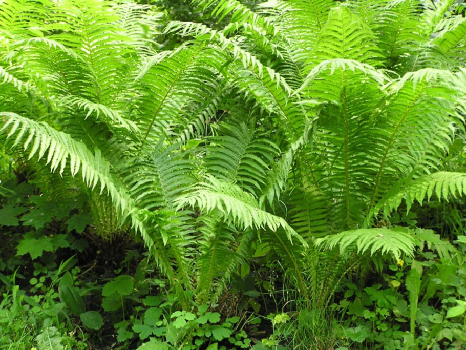 Папоротник Костенец (Asplenium)