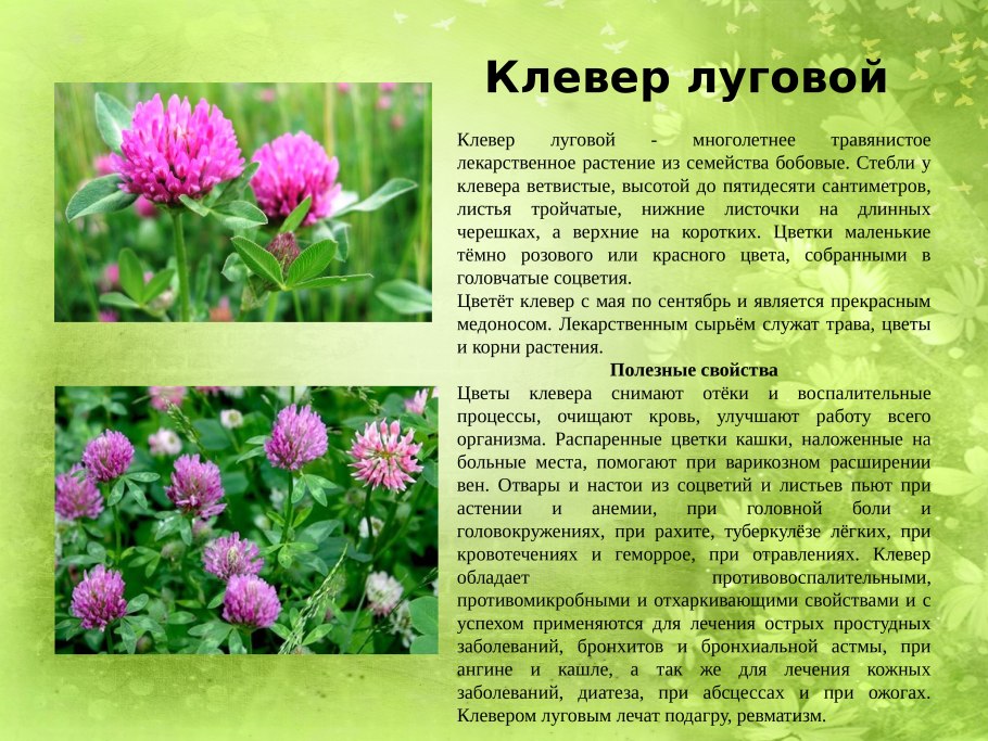 Окаменелости в песчанике