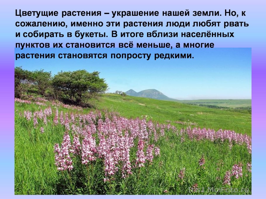Схизеевые папоротники