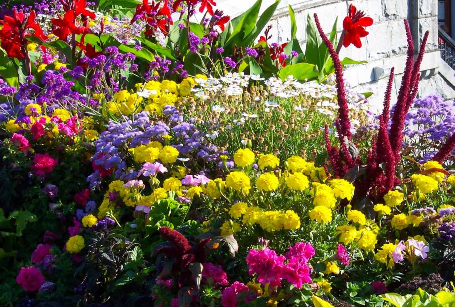 Ереван клумба многолетники