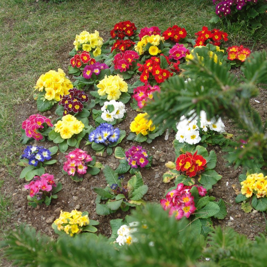 Примула низкорослая