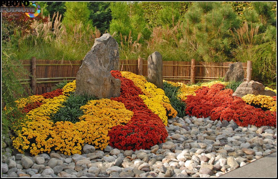 Хризантема мультифлора в ландшафтном дизайне