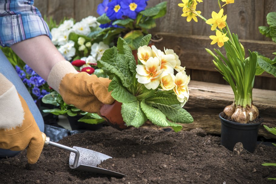 Клумбы для рассады