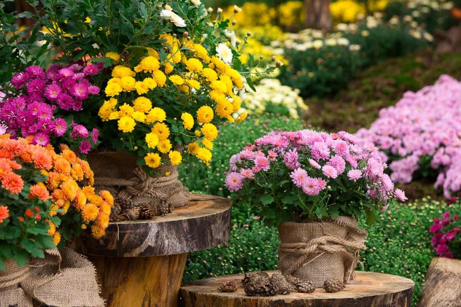 Хризантема мультифлора шаровидная клумба