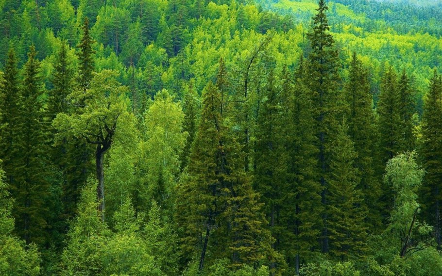 Байкальский заповедник пихта