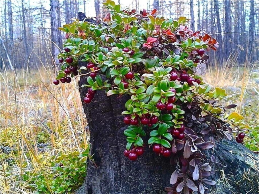 Сибирский кедр