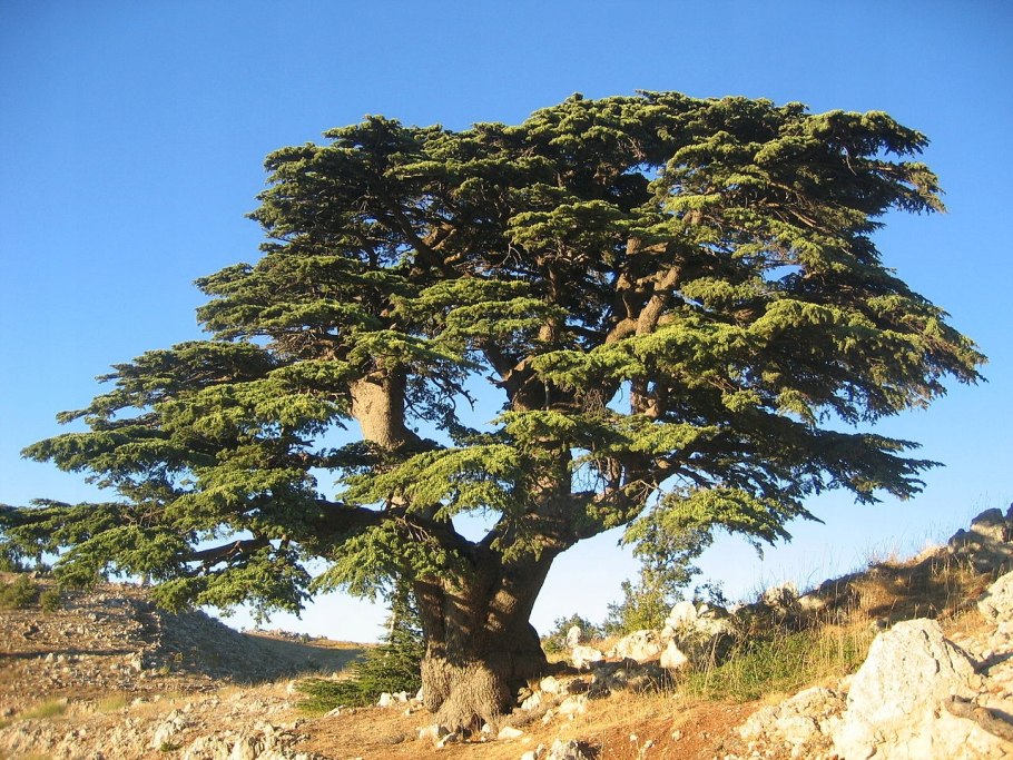 Сосна обыкновенная Pinus Sylvestris l