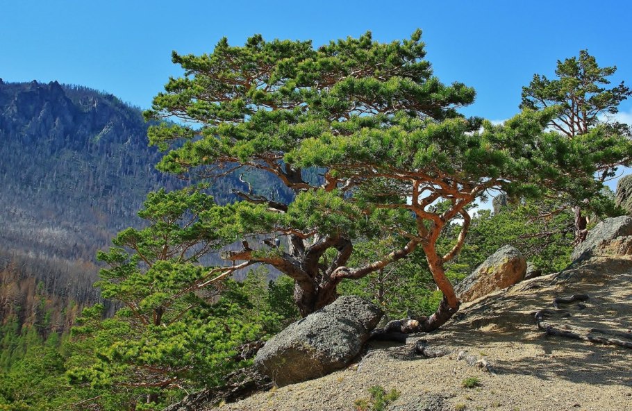 Сосна Кедровая Сибирская/Pinus sibirica
