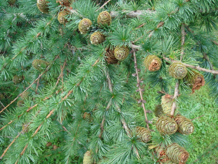 Сибирский кедр (Pinus sibirica du Tour)