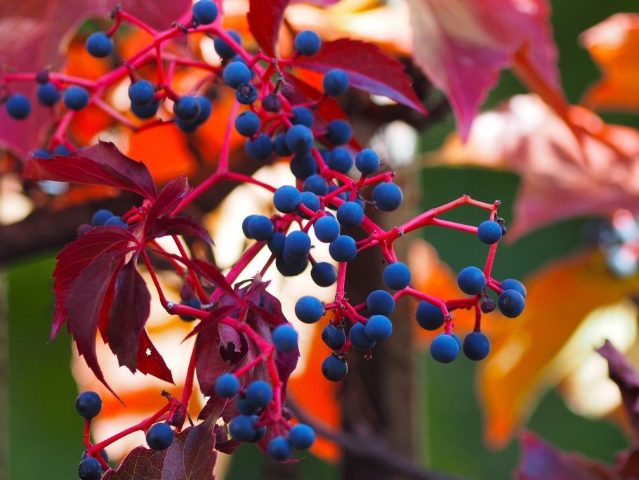 Лесная ягода Княженика