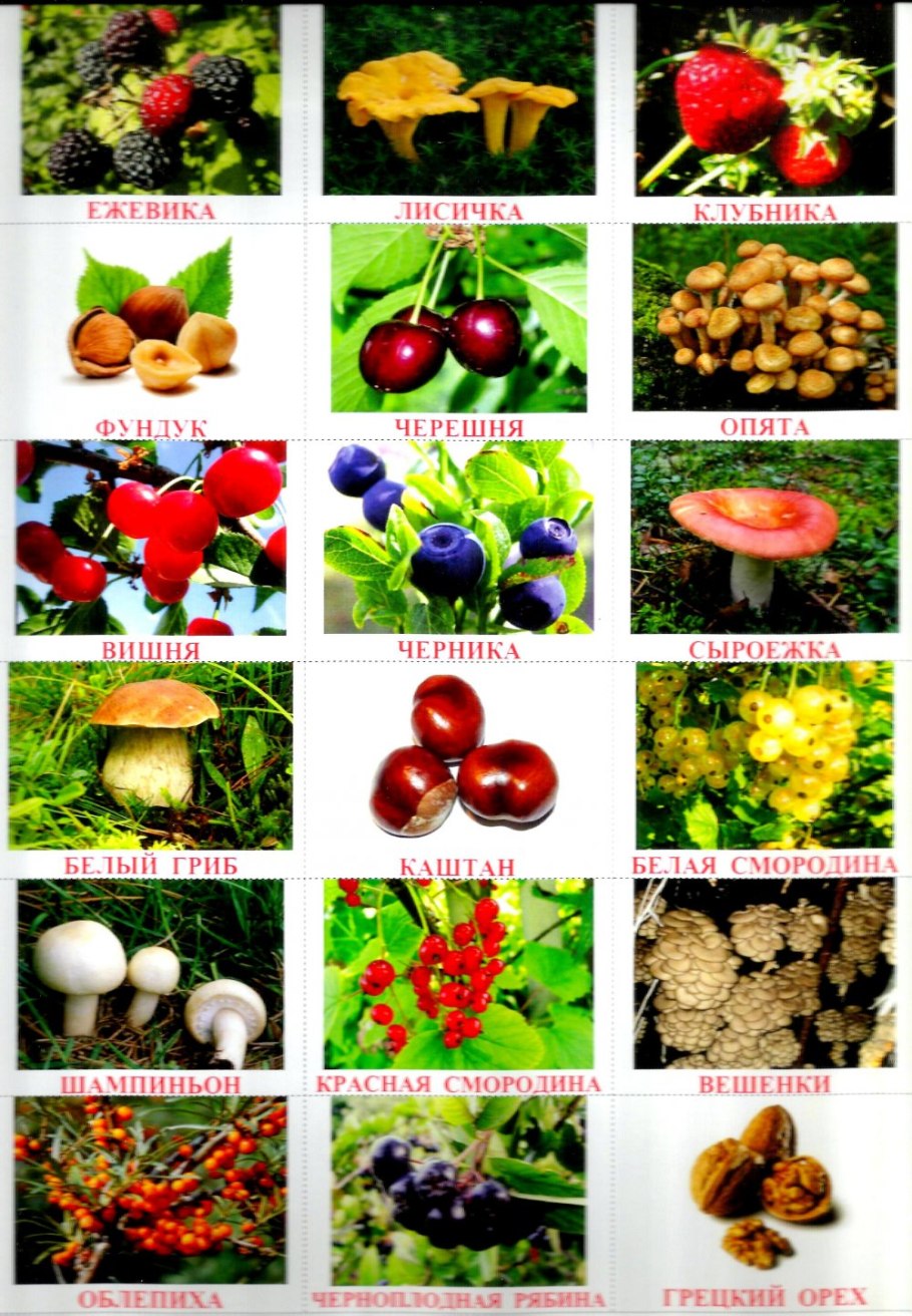 Таблица съедобных и несъедобных ягод