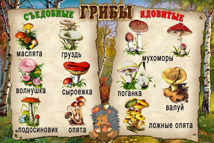 Лесные ягоды несъедобные ядовитые