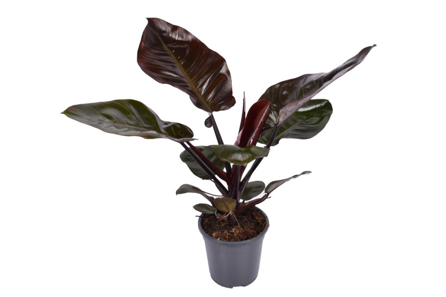 Philodendron ... Блэк Кардинал