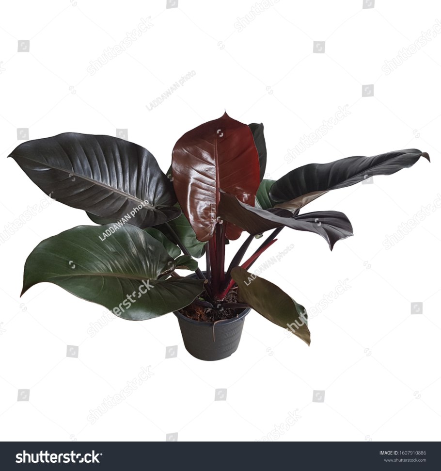 Philodendron Black Cardinal Snow White 75-100