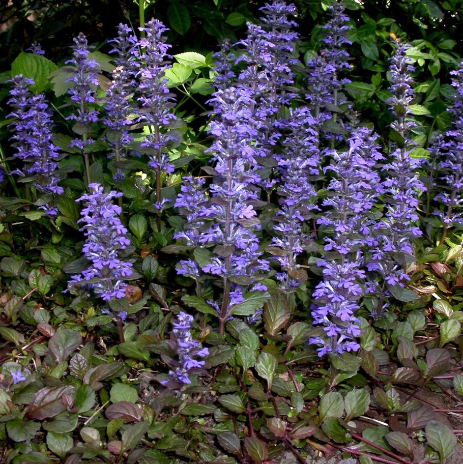 Аюга живучка ползучая